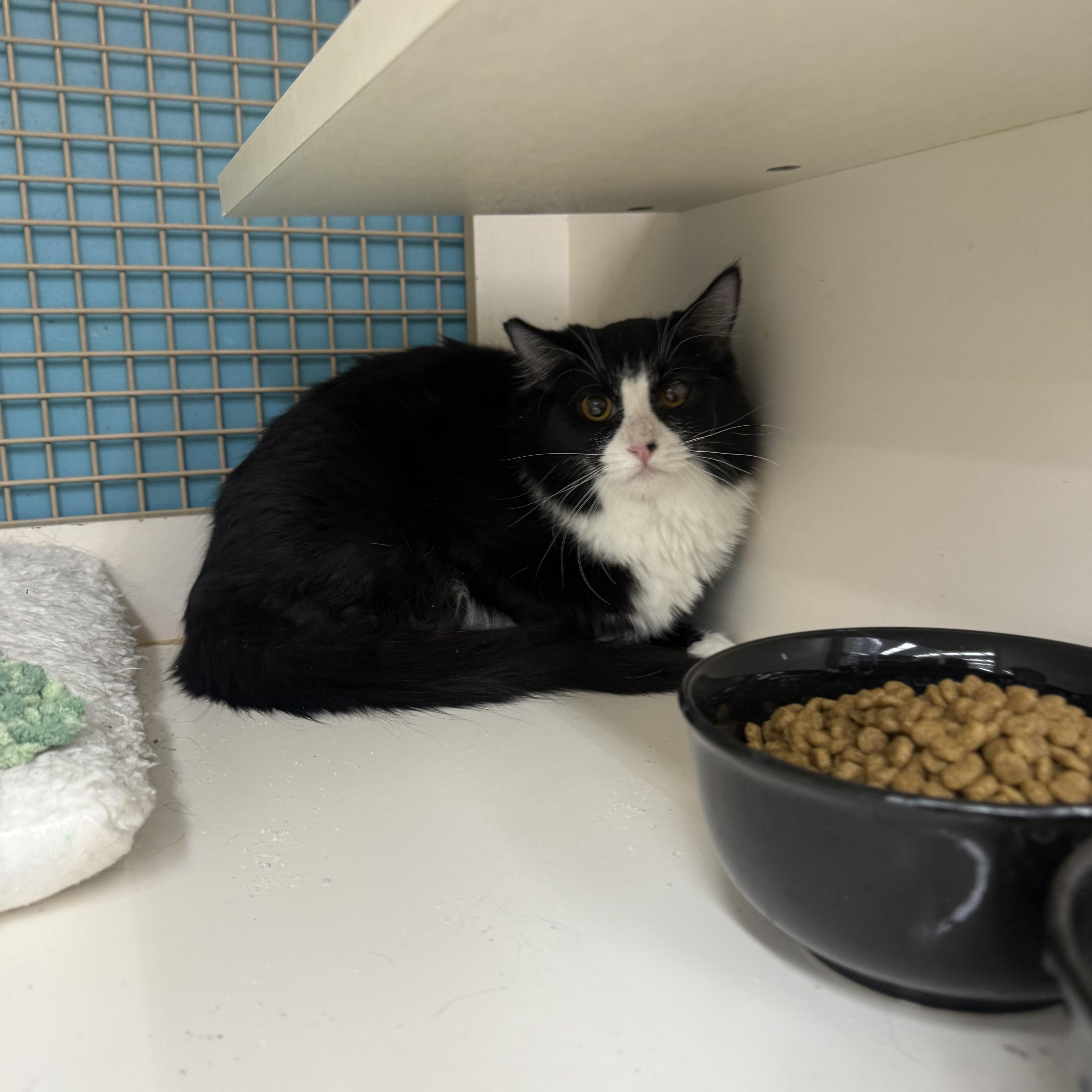 Enlarge Muffin Delight, an adopted Tuxedo in Las Vegas, NV image 1/1
