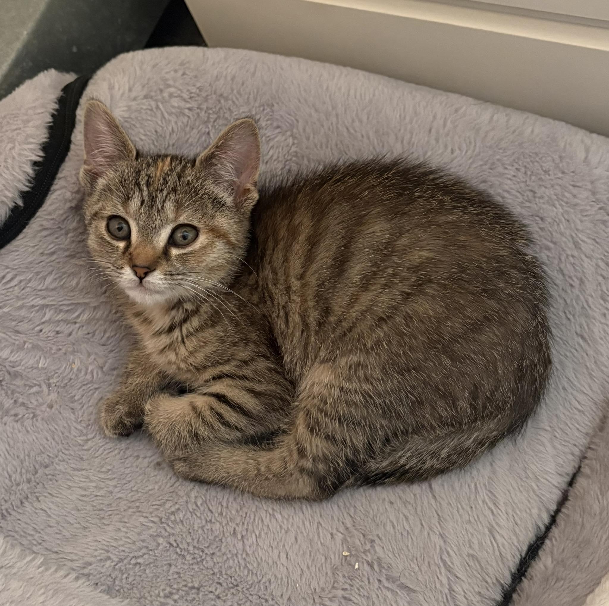 LEXI, an adopted Domestic Short Hair in Tillsonburg, ON image 1/6