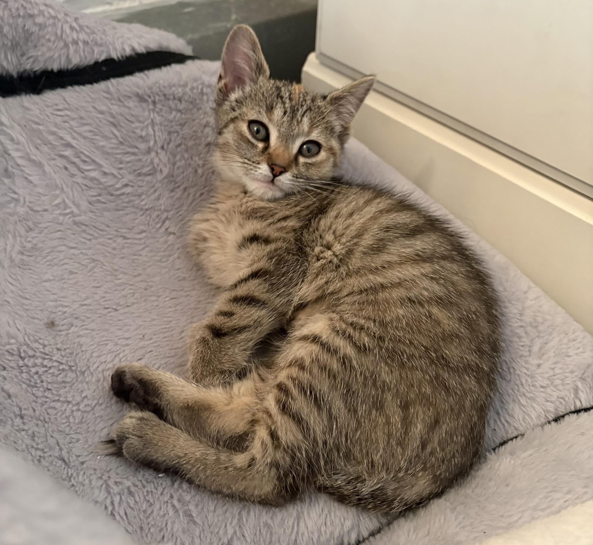 LEXI, an adopted Domestic Short Hair in Tillsonburg, ON image 2/6