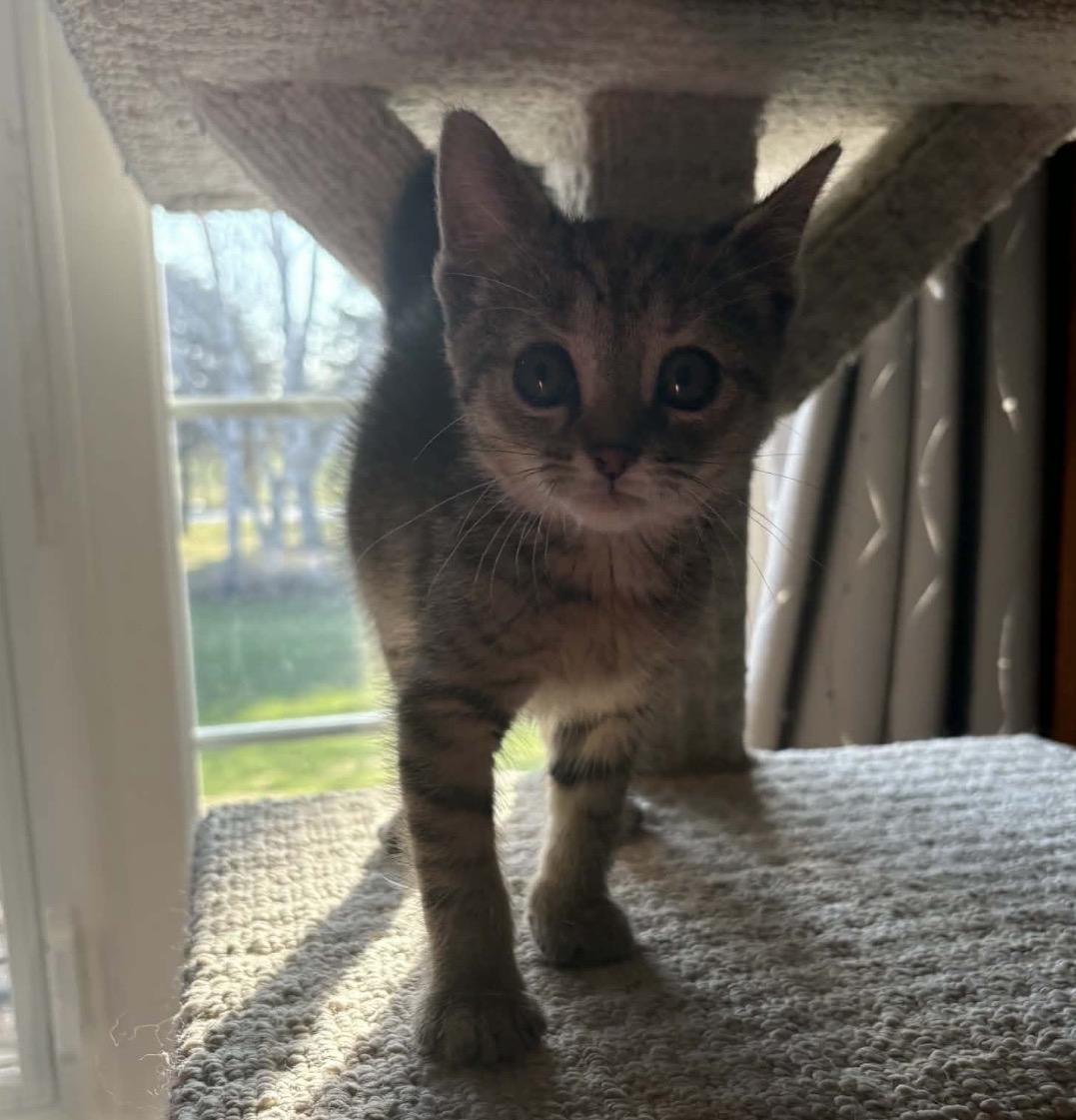 LEXI, an adopted Domestic Short Hair in Tillsonburg, ON image 6/6