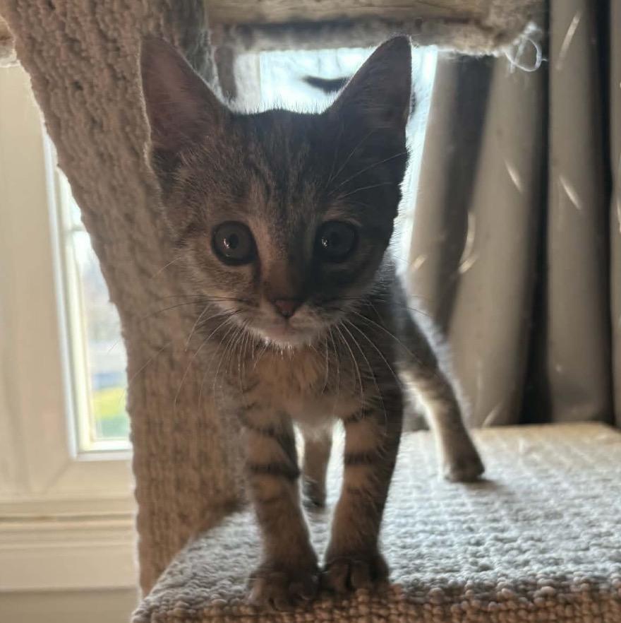 LEXI, an adopted Domestic Short Hair in Tillsonburg, ON image 5/6