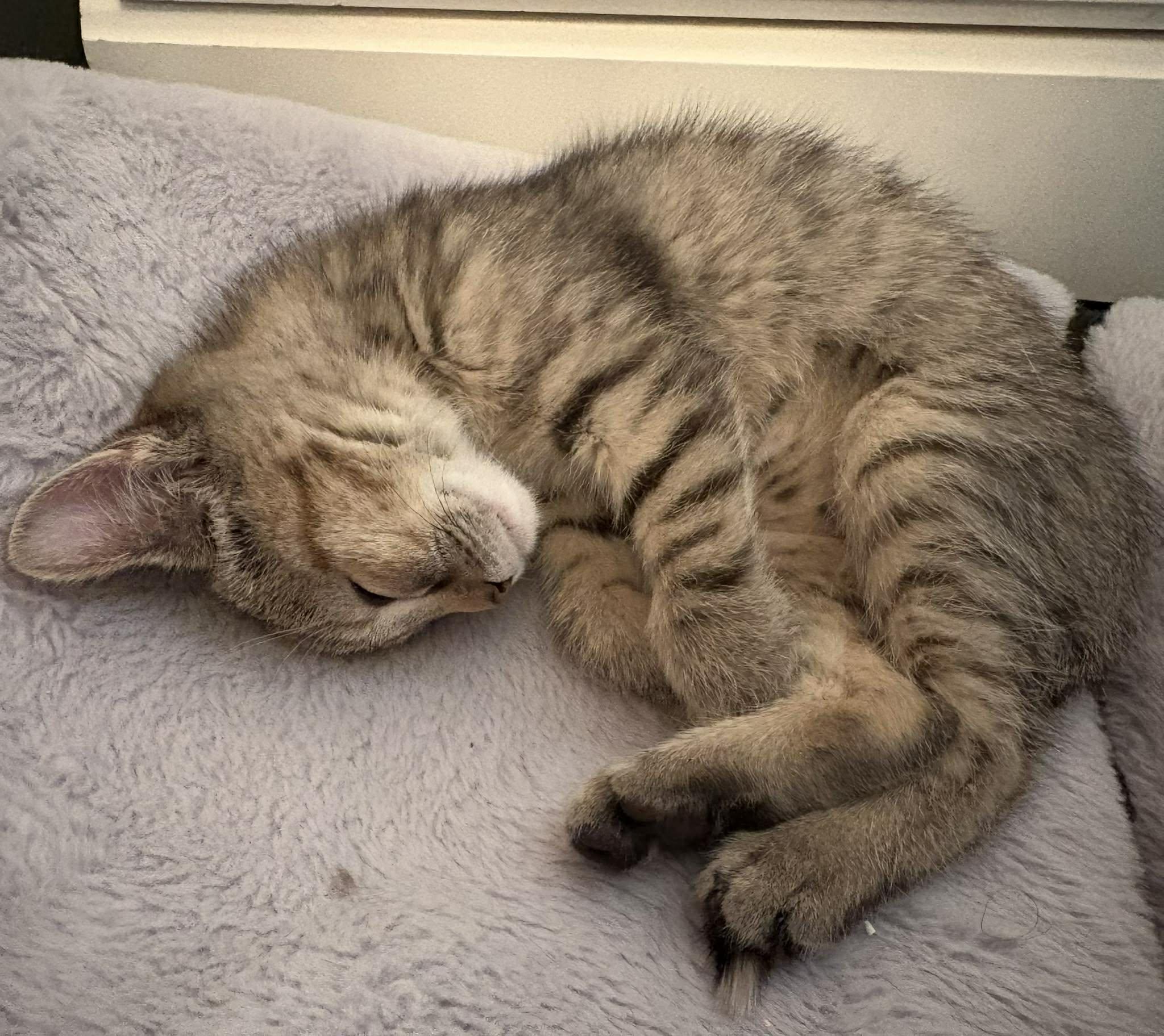 LEXI, an adopted Domestic Short Hair in Tillsonburg, ON image 3/6
