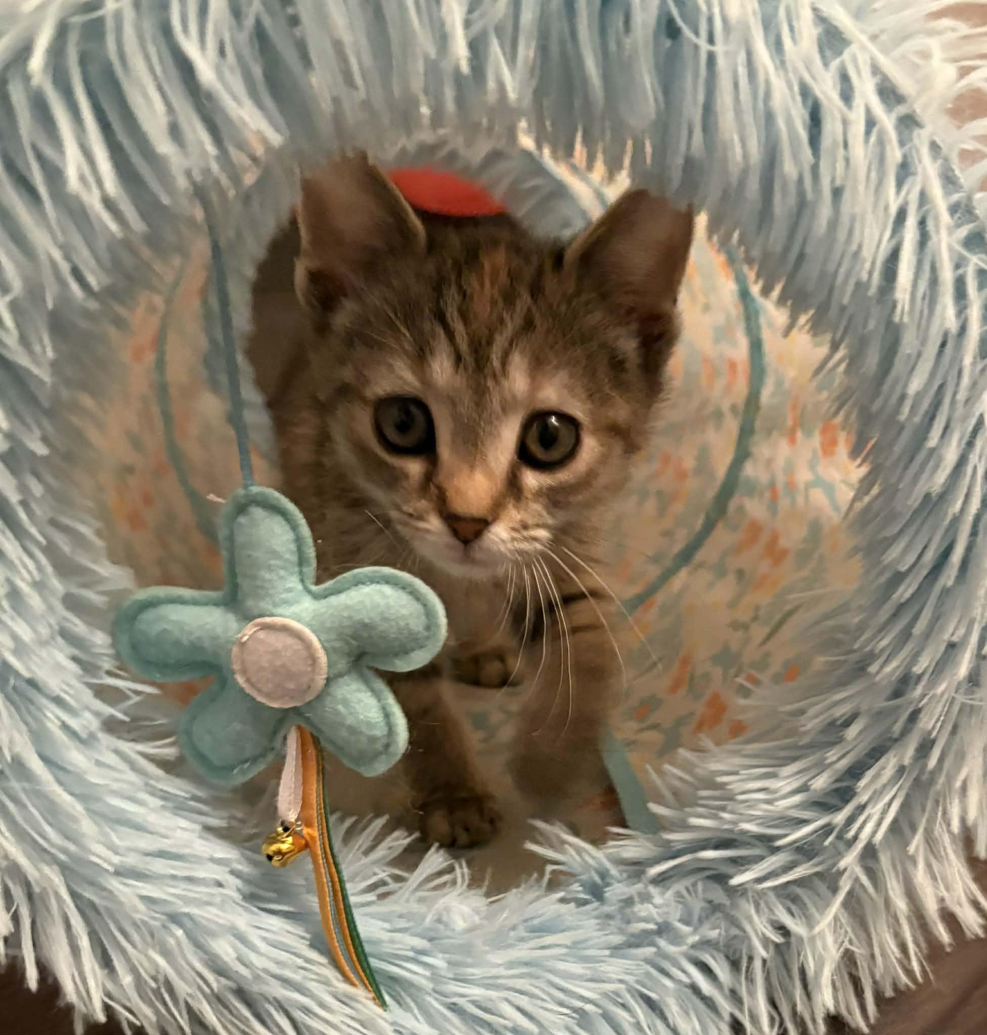 LEXI, an adopted Domestic Short Hair in Tillsonburg, ON image 4/6