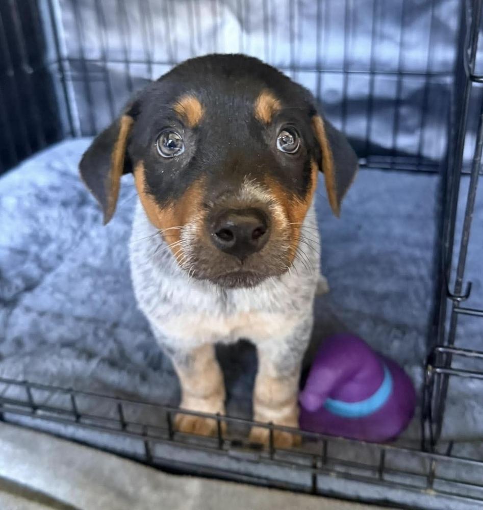 Enlarge Blue Atlas, a Adoptable mixed breed in Alden, NY image 1/3