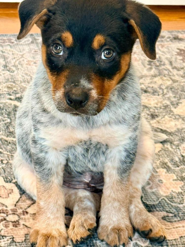 Enlarge Blue Atlas, a Adoptable mixed breed in Alden, NY image 2/3