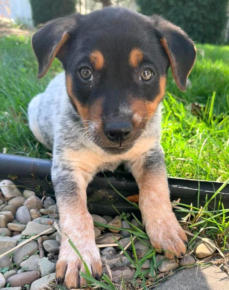 Enlarge Blue Atlas, a Adoptable mixed breed in Alden, NY image 3/3