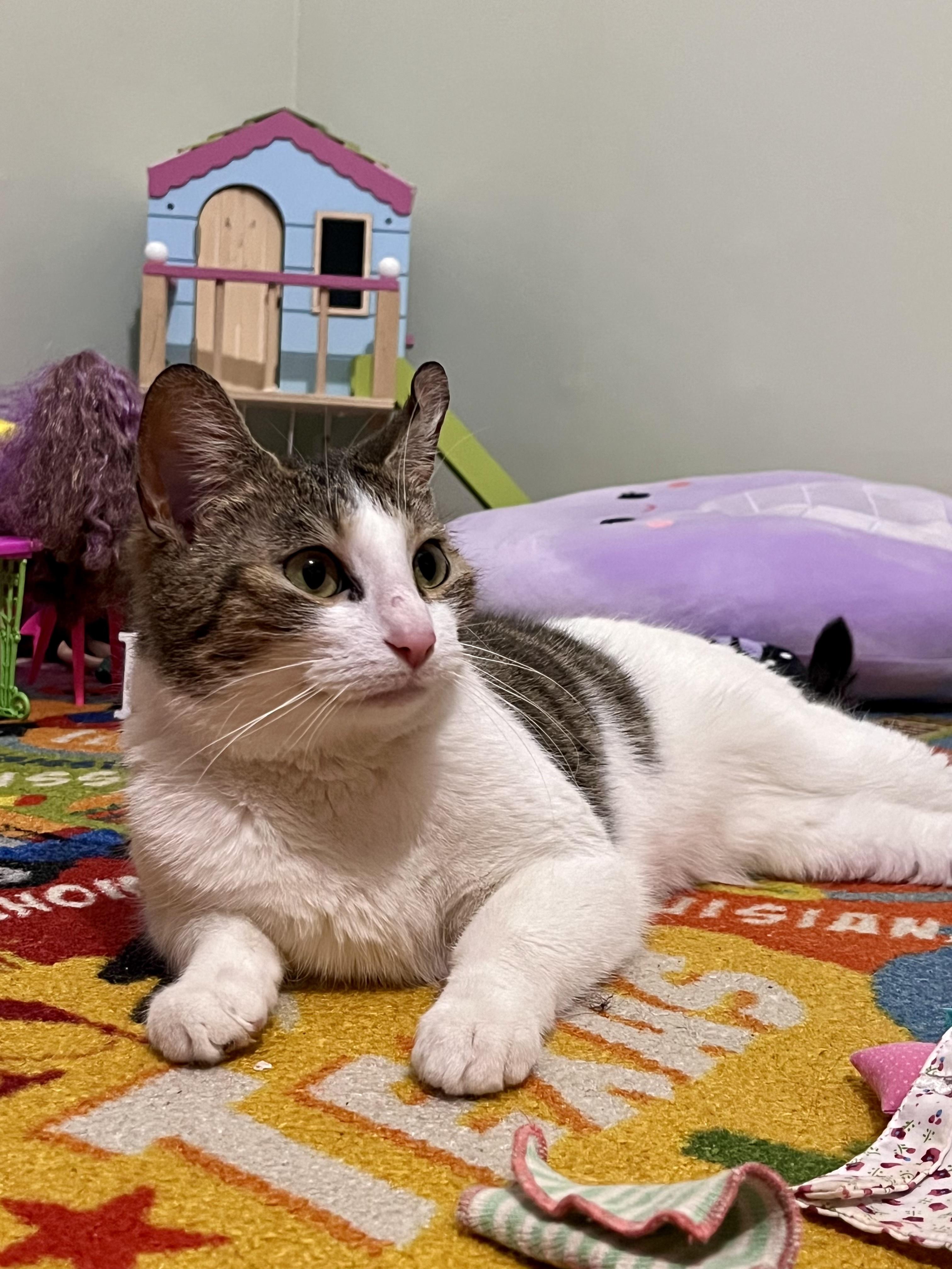 Enlarge Love, an adopted Domestic Short Hair in Bethel, CT image 5/6
