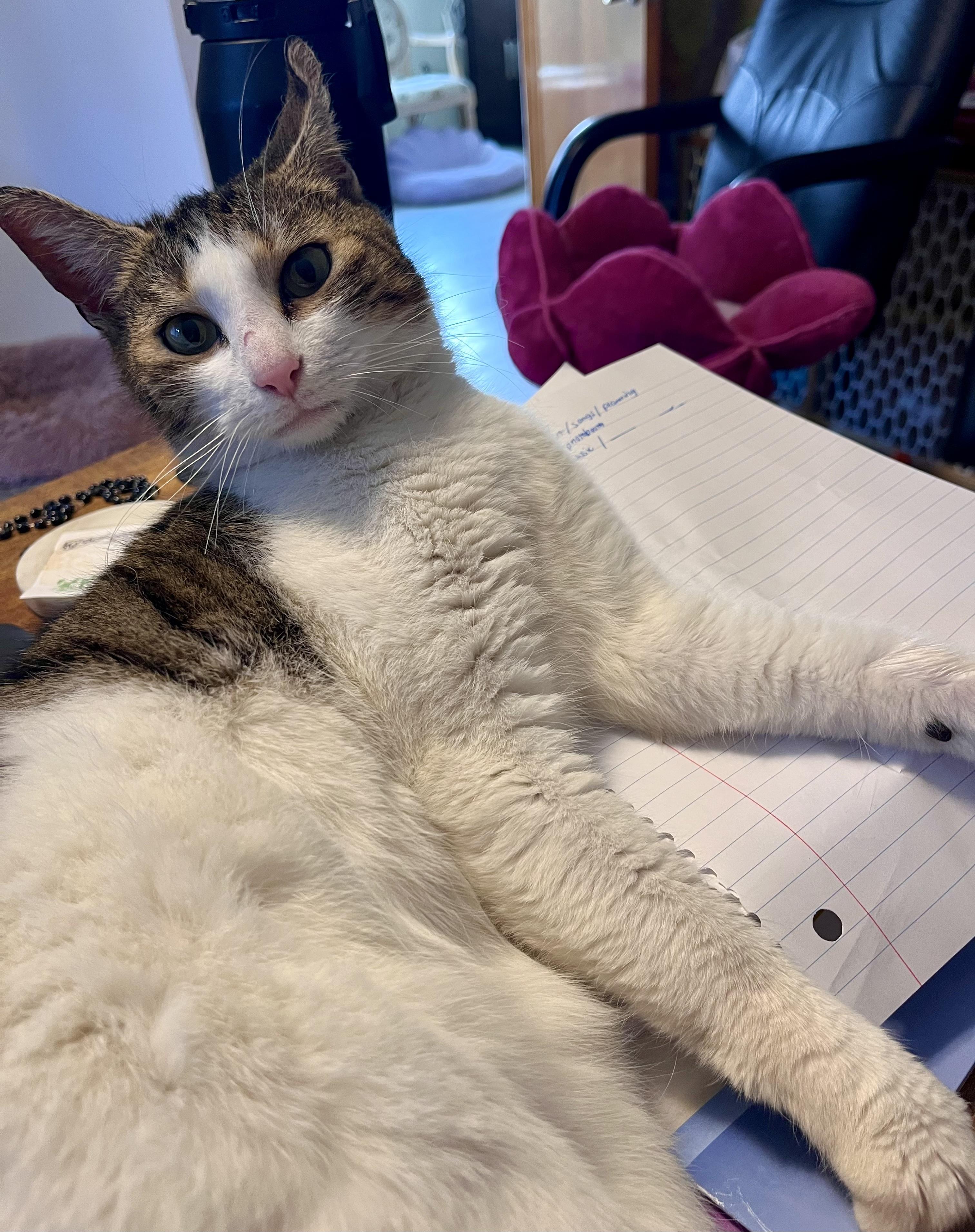 Enlarge Love, an adopted Domestic Short Hair in Bethel, CT image 4/6