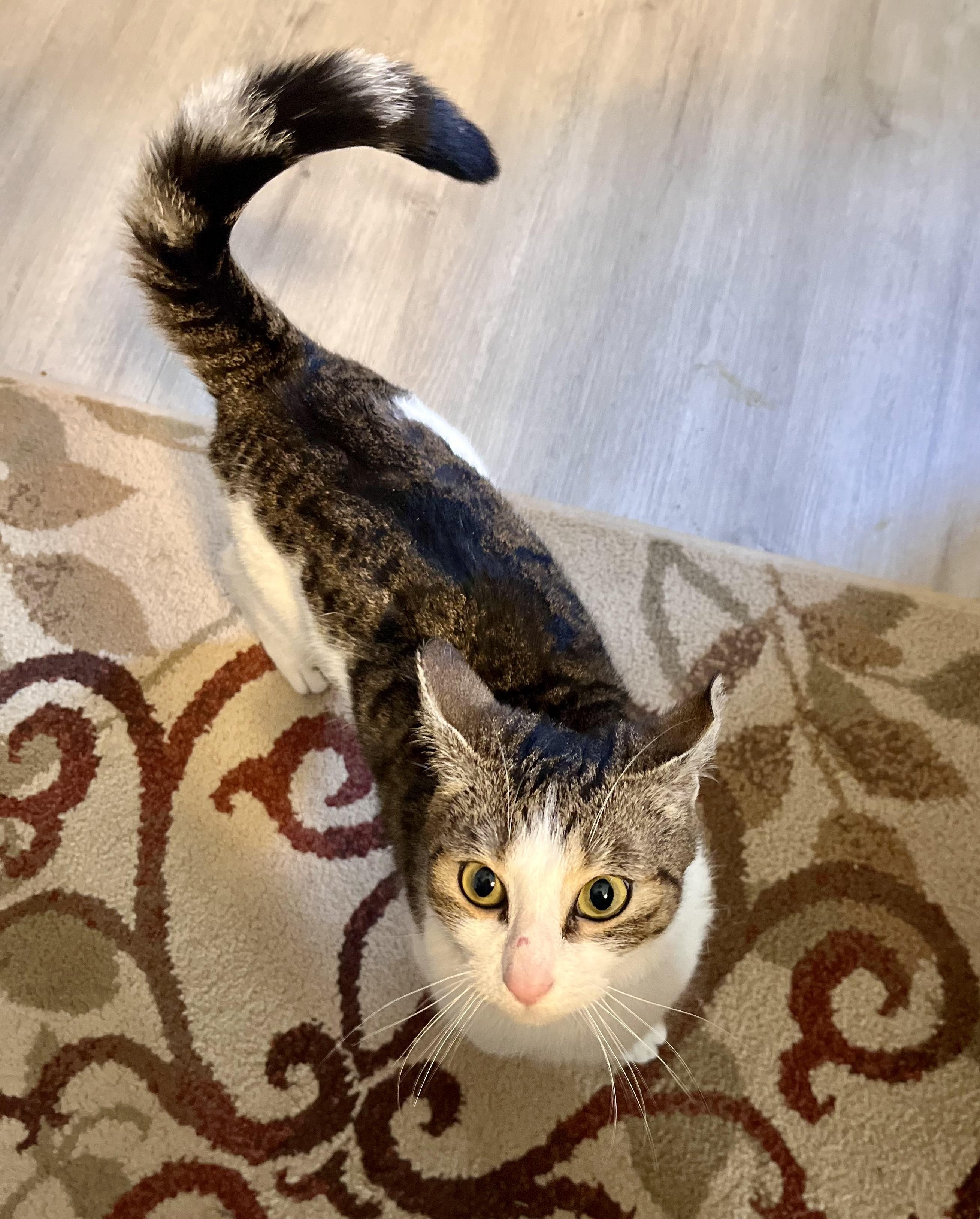 Enlarge Love, an adopted Domestic Short Hair in Bethel, CT image 3/6