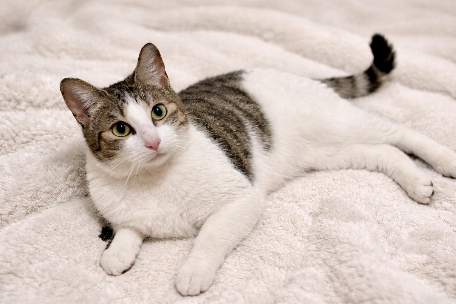 Enlarge Love, an adopted Domestic Short Hair in Bethel, CT image 2/6