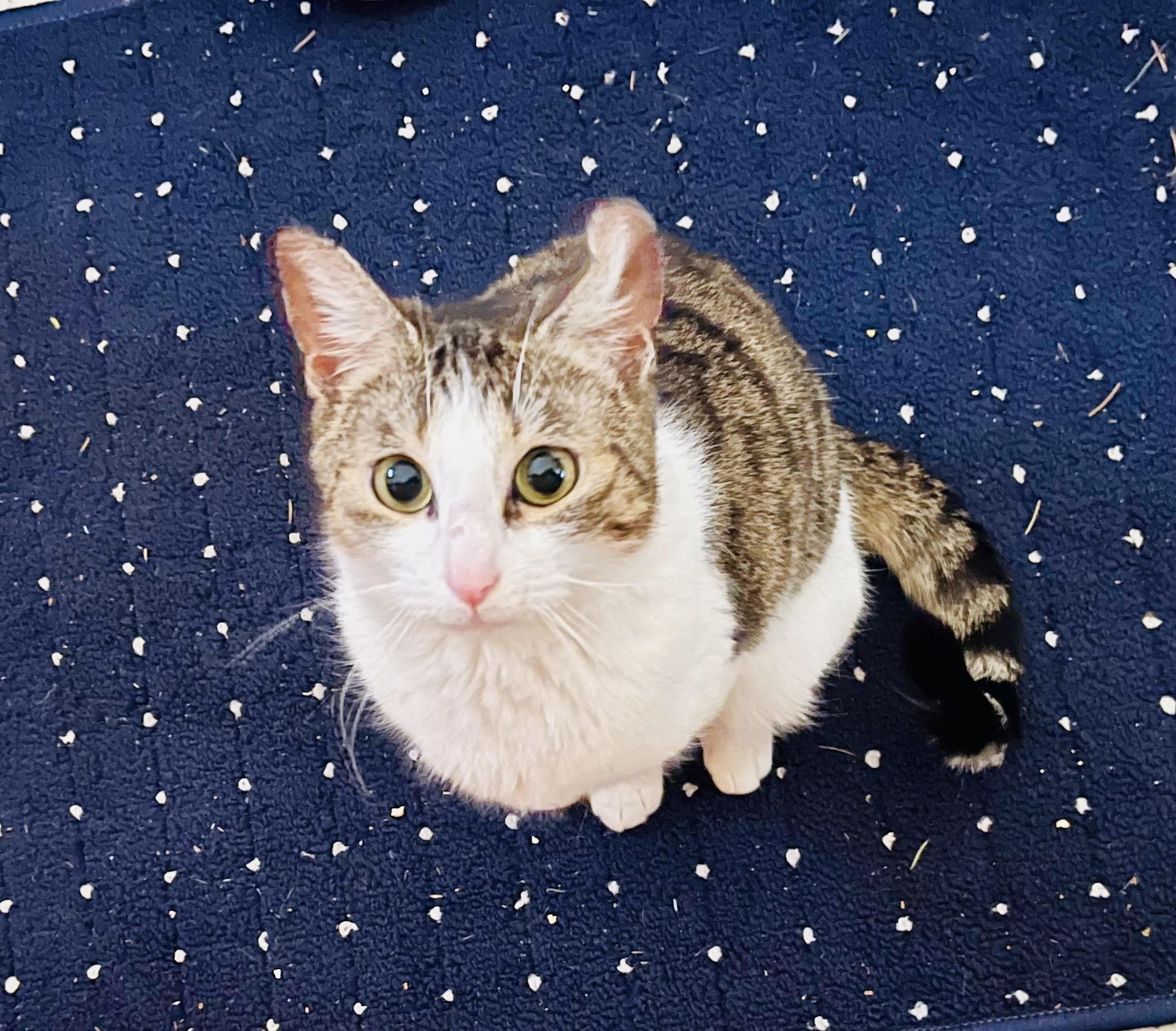 Enlarge Love, an adopted Domestic Short Hair in Bethel, CT image 6/6