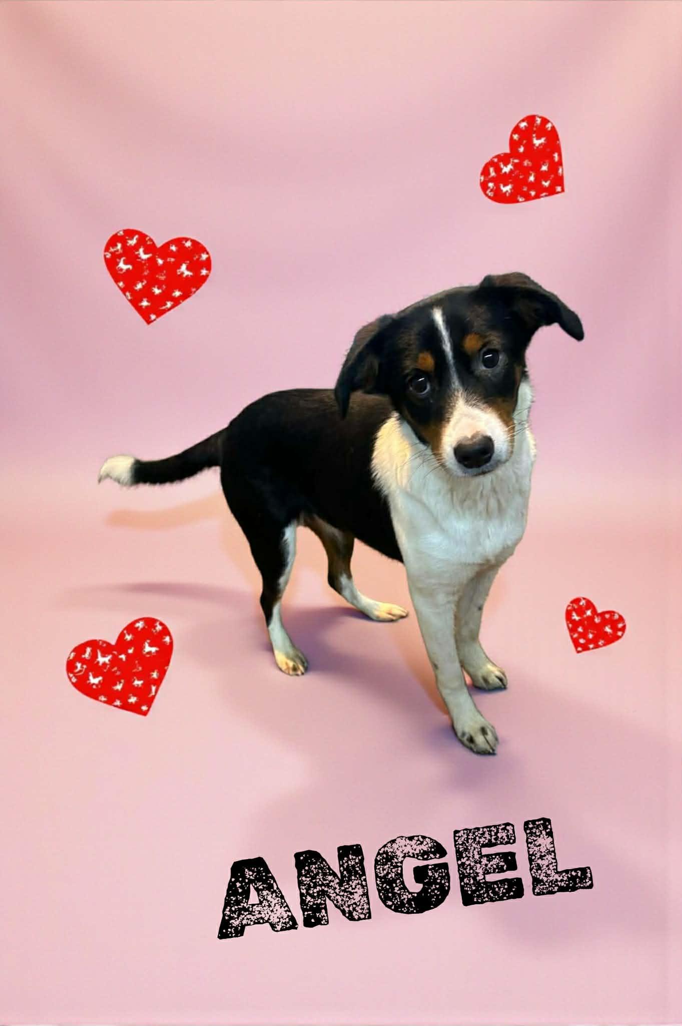 Enlarge Angel, an adopted Terrier in Lexington, KY image 1/2