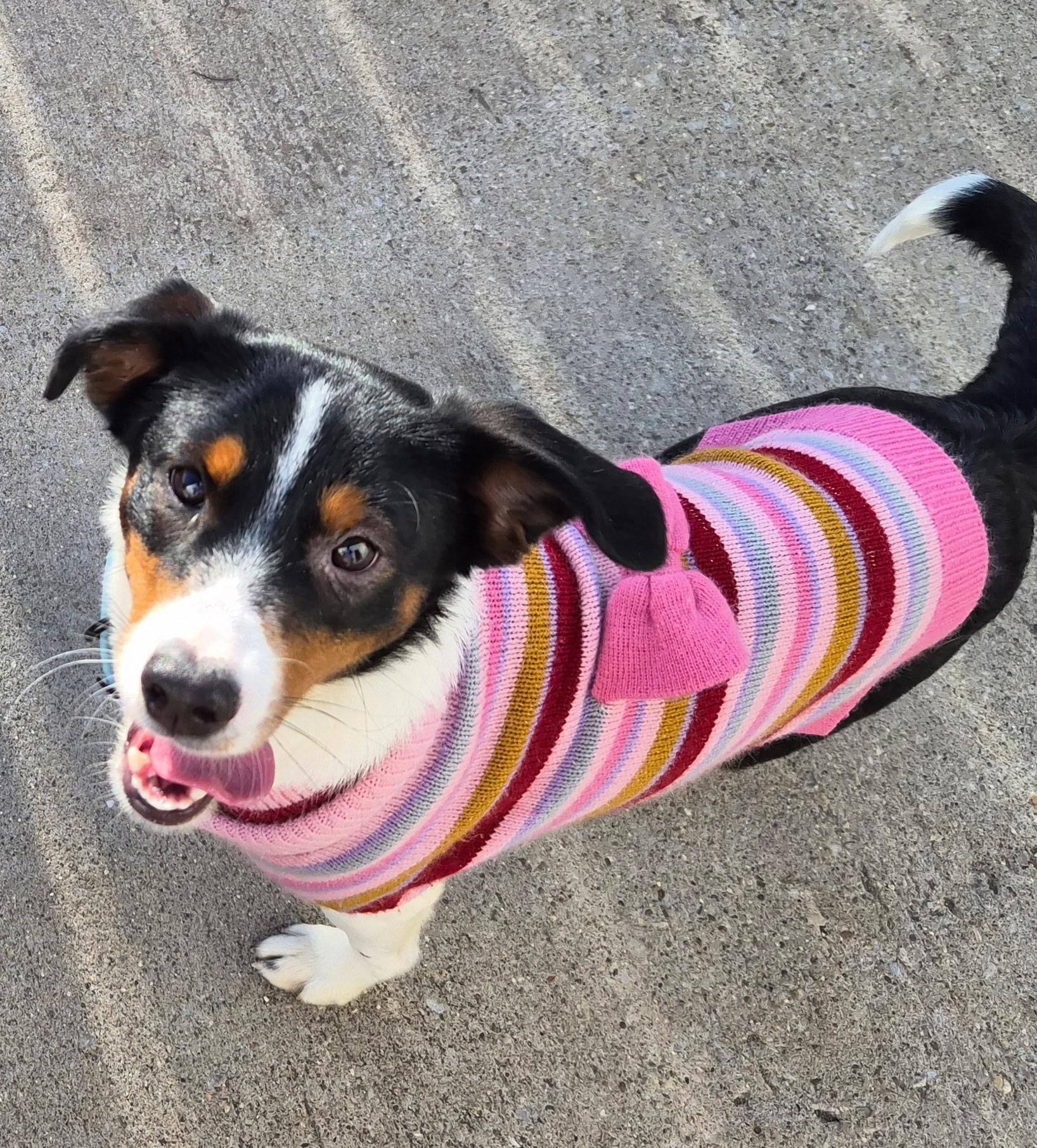 Enlarge Angel, an adopted Terrier in Lexington, KY image 2/2