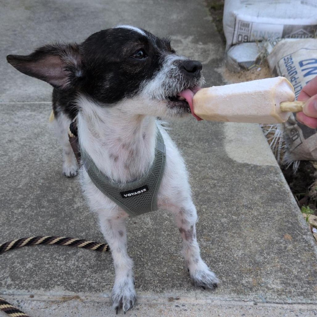 Enlarge Claire, a Adoptable mixed breed in Durham, NC image 1/6