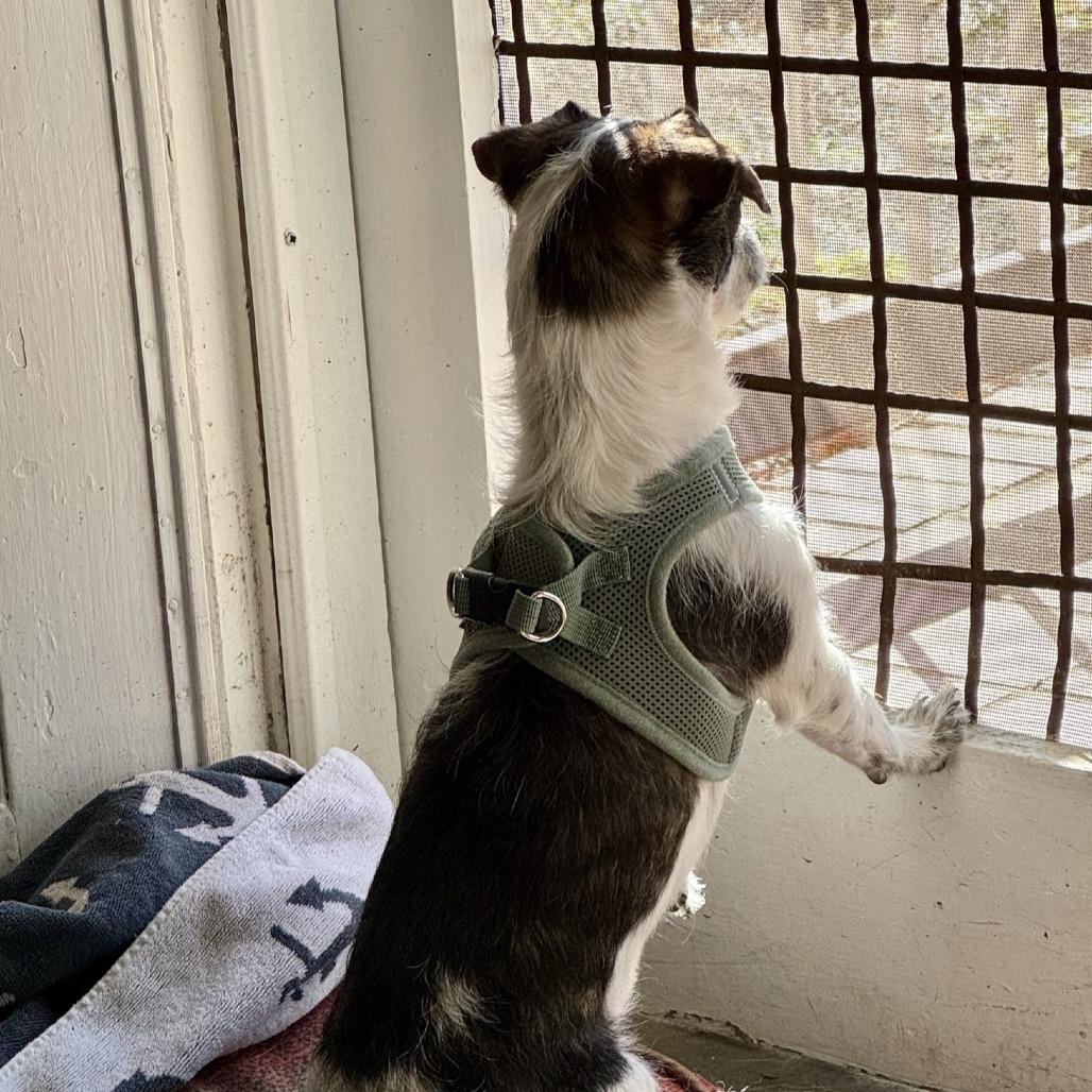 Enlarge Claire, a Adoptable mixed breed in Durham, NC image 2/6