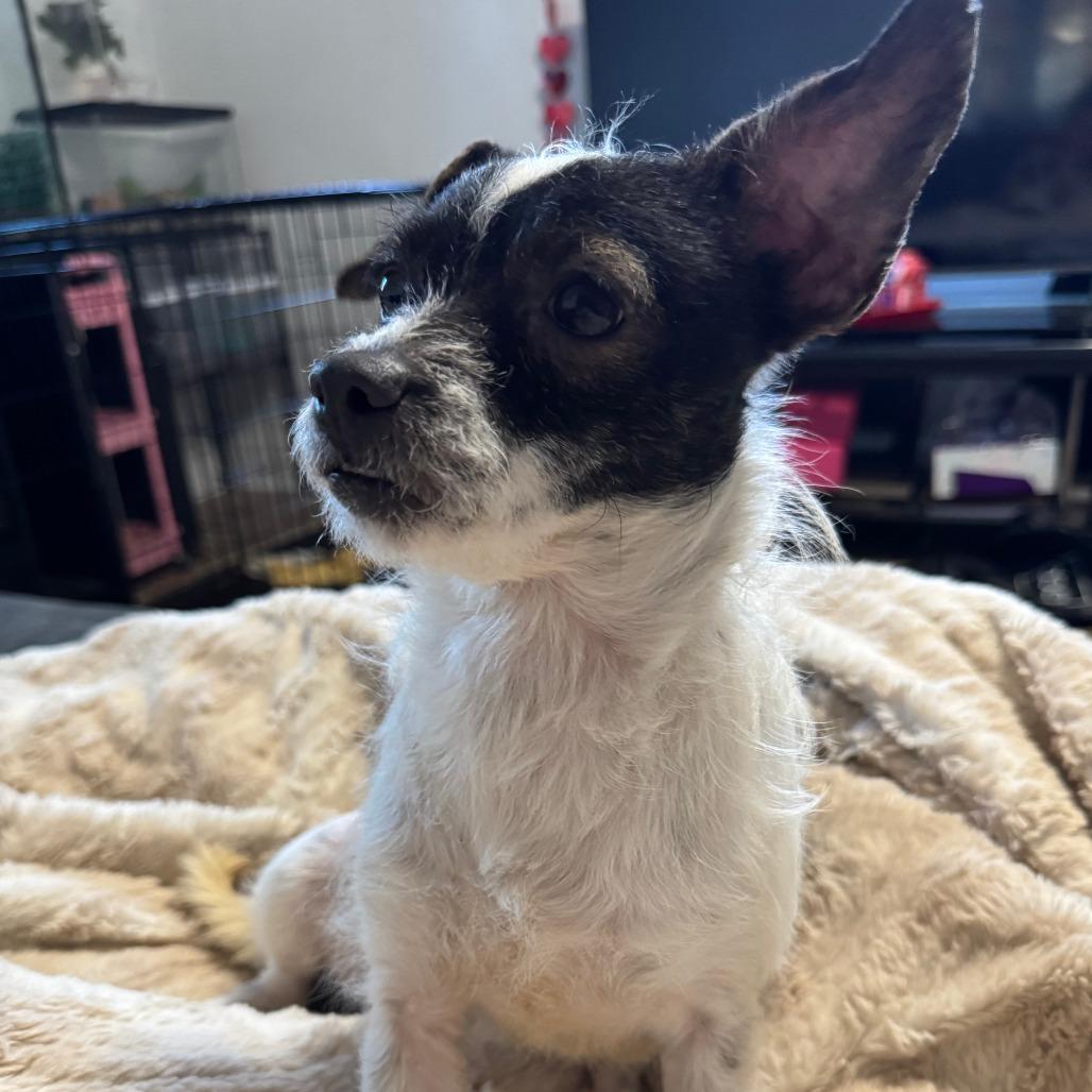 Enlarge Claire, a Adoptable mixed breed in Durham, NC image 3/6