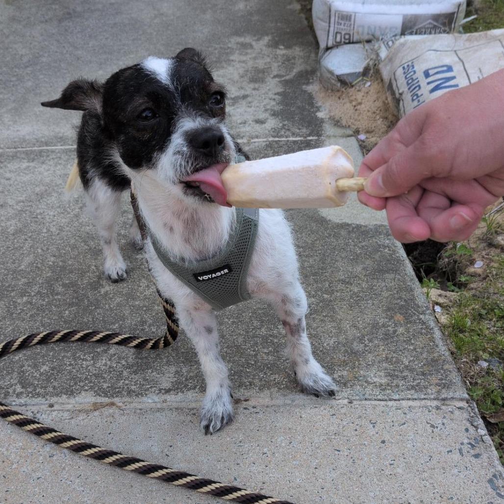 Enlarge Claire, a Adoptable mixed breed in Durham, NC image 5/6
