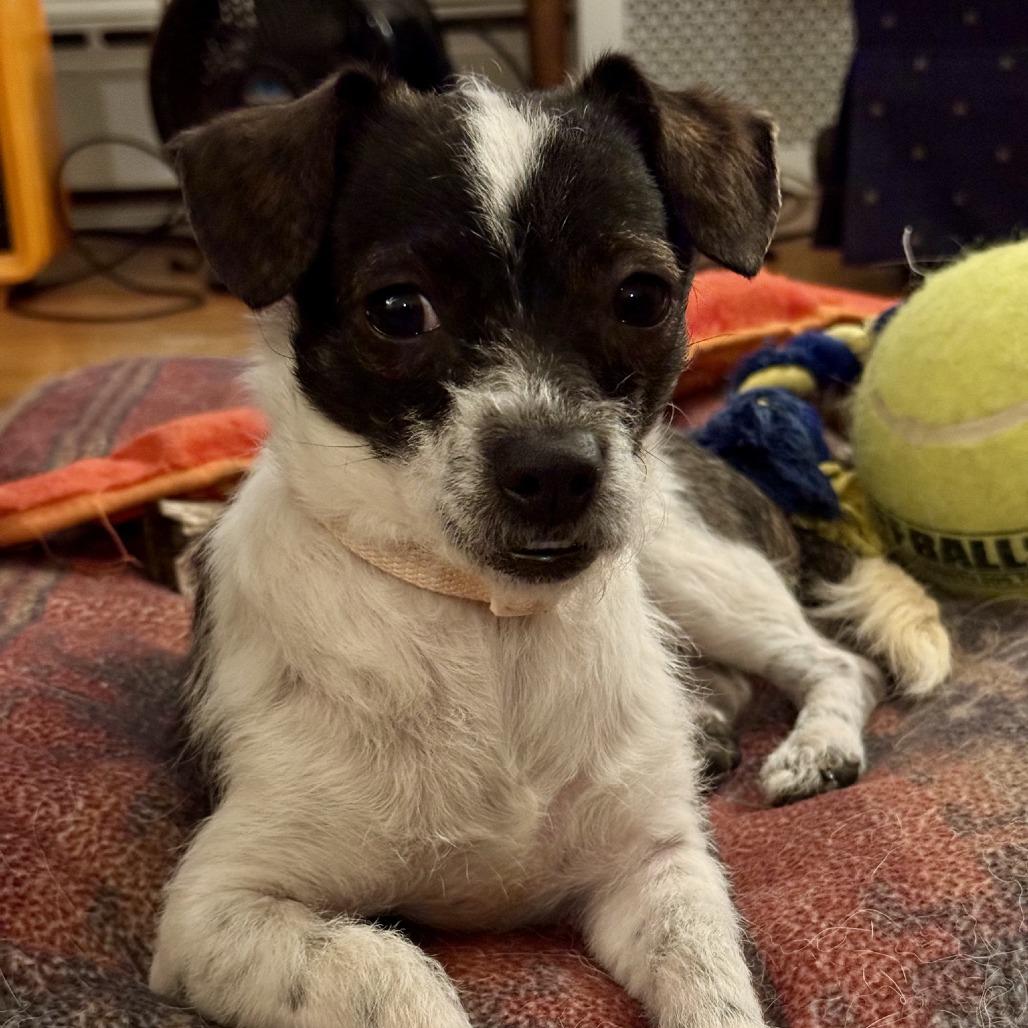 Enlarge Claire, a Adoptable mixed breed in Durham, NC image 6/6
