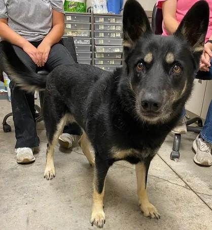 Piper, Adoptable, Adult Female Shepherd & Mixed Breed.