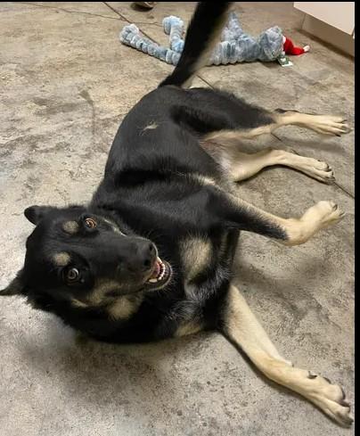 Piper, a Adoptable mixed breed in Lampasas, TX image 2/3