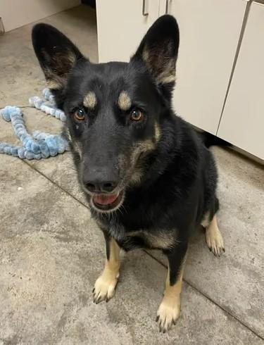 Piper, a Adoptable mixed breed in Lampasas, TX image 3/3