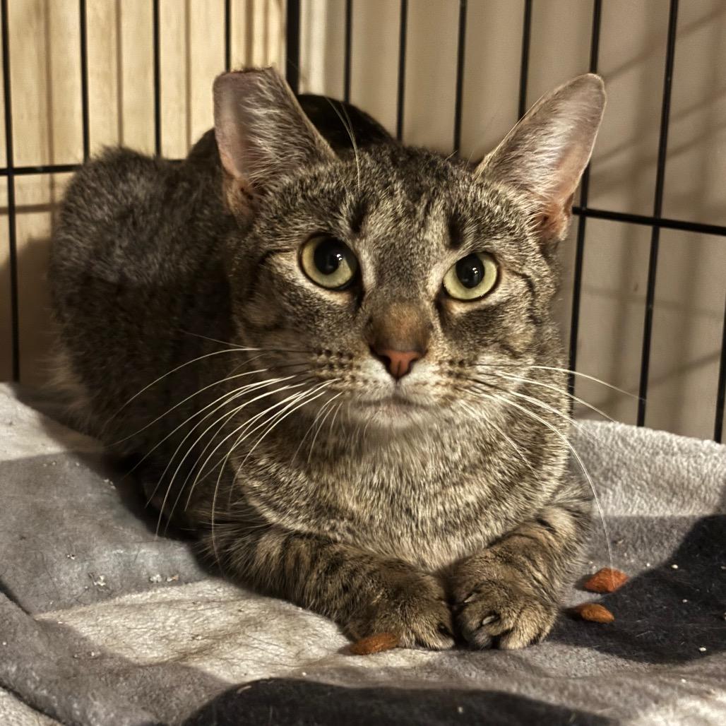 Enlarge Julieta, a Adoptable Domestic Short Hair in La Grange, KY image 1/1