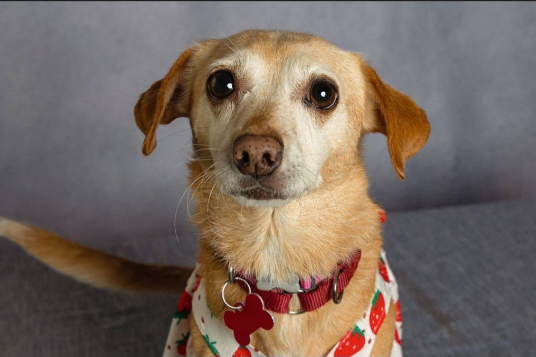 Cherokee, Adoptable, Senior Female Chiweenie & Chihuahua.
