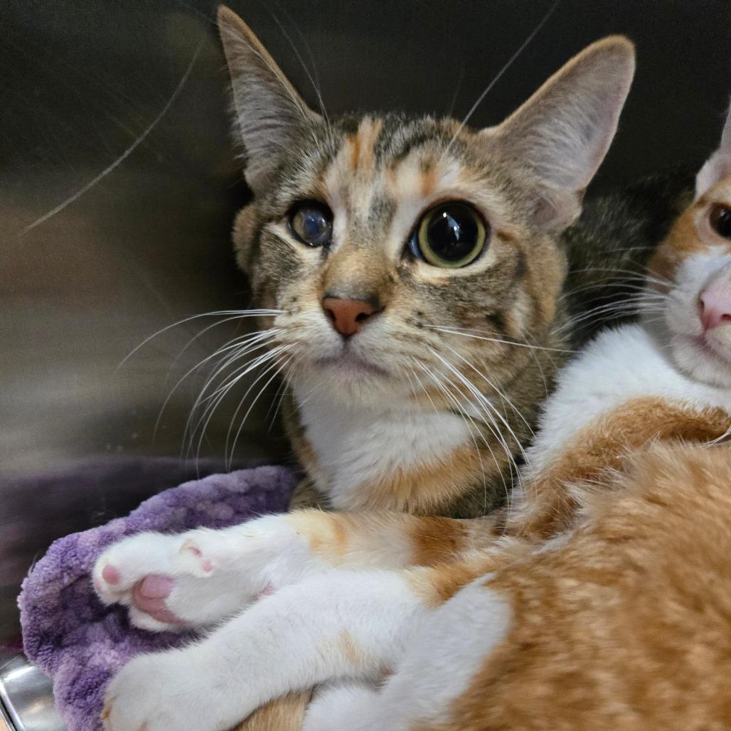 Veena, an adoptable Domestic Short Hair in Nampa, ID, 83651 | Photo Image 1