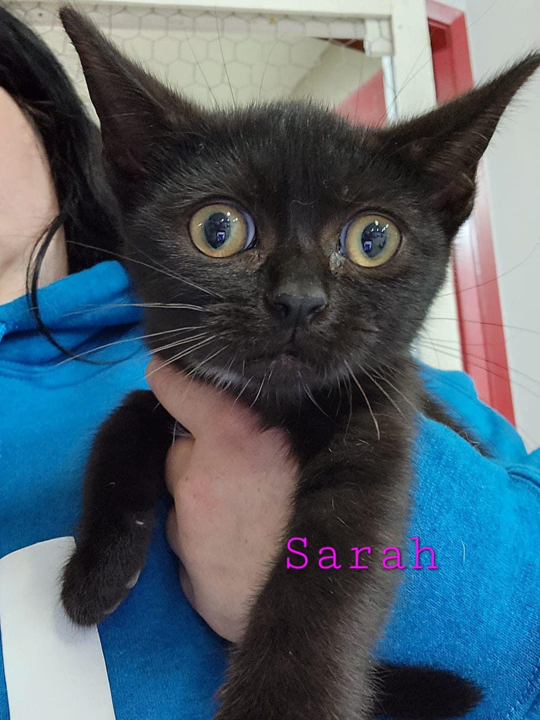 Enlarge Sarah, a Adoptable mixed breed in Humboldt , SK image 1/1