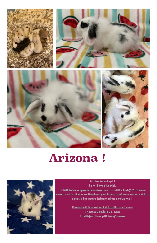 Arizona, an adopted American Fuzzy Lop in Folsom, CA_image-1