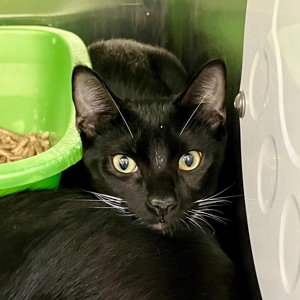 Batman, Adoptable, Young Male Domestic Short Hair.