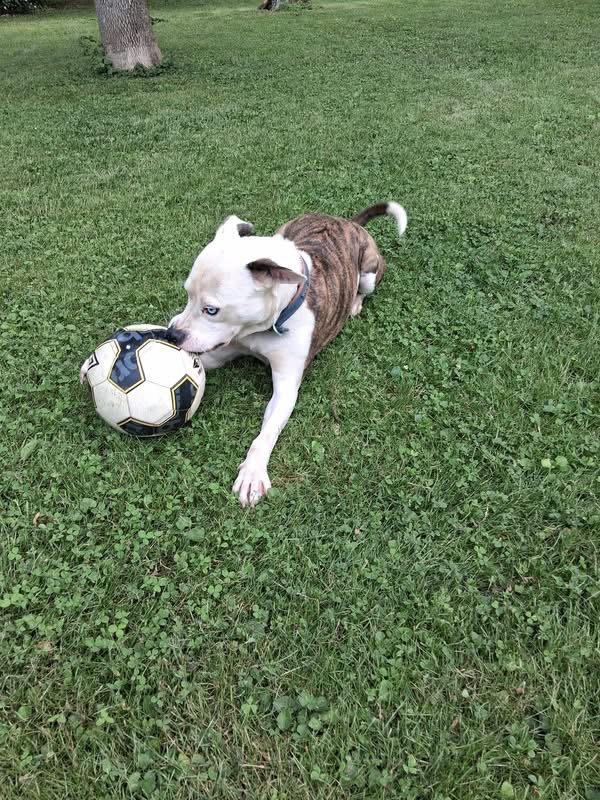 Grafix, Adoptable, Adult Male Pit Bull Terrier.