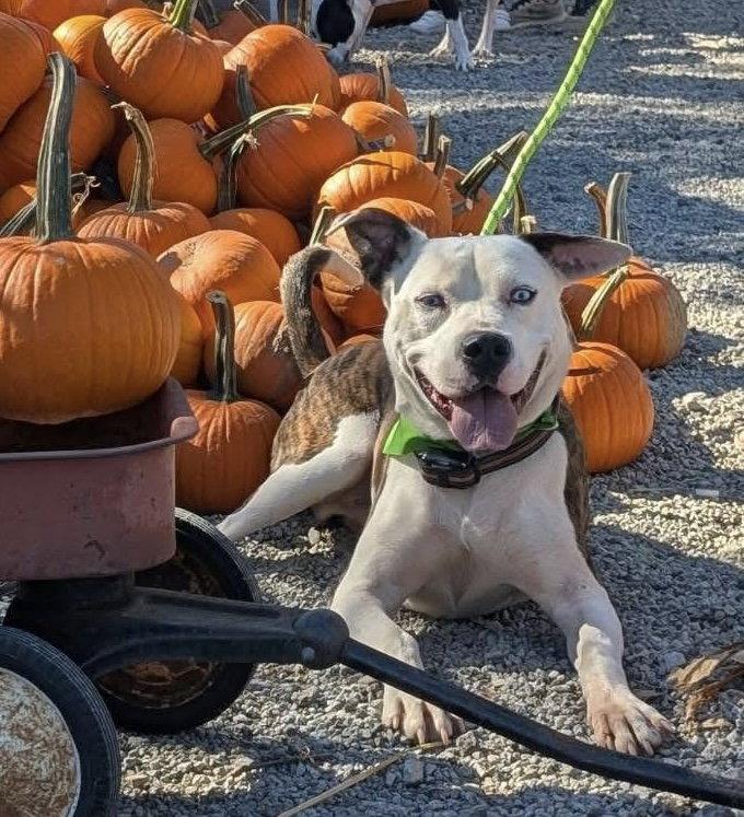 Enlarge Grafix, a Adoptable Pit Bull Terrier in Germantown, OH image 1/3