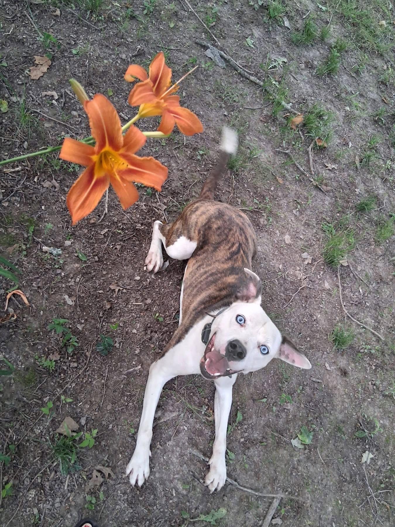 Grafix, a Adoptable Pit Bull Terrier in Germantown, OH image 2/3