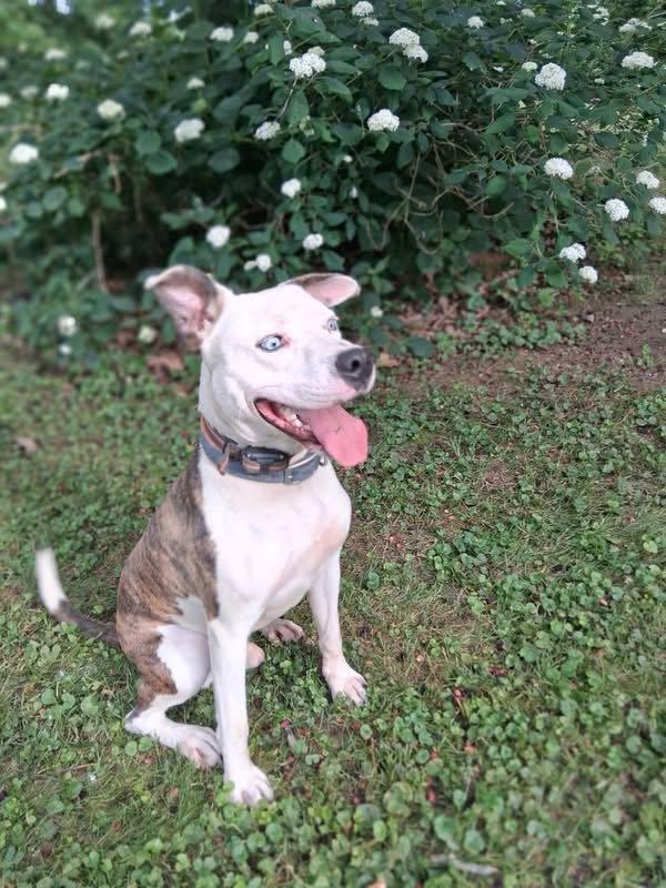Grafix, a Adoptable Pit Bull Terrier in Germantown, OH image 3/3