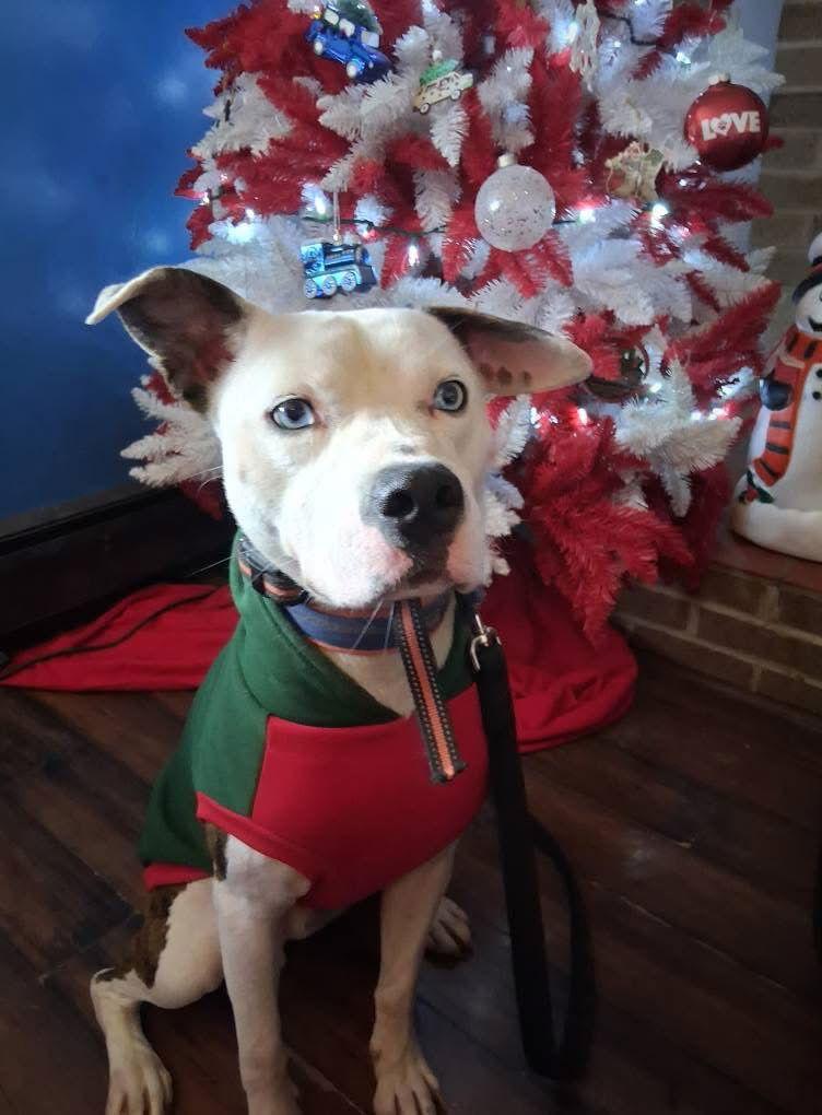 Grafix — thumbnail 3