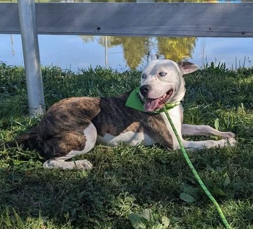 Enlarge Grafix, a Adoptable Pit Bull Terrier in Germantown, OH image 3/3