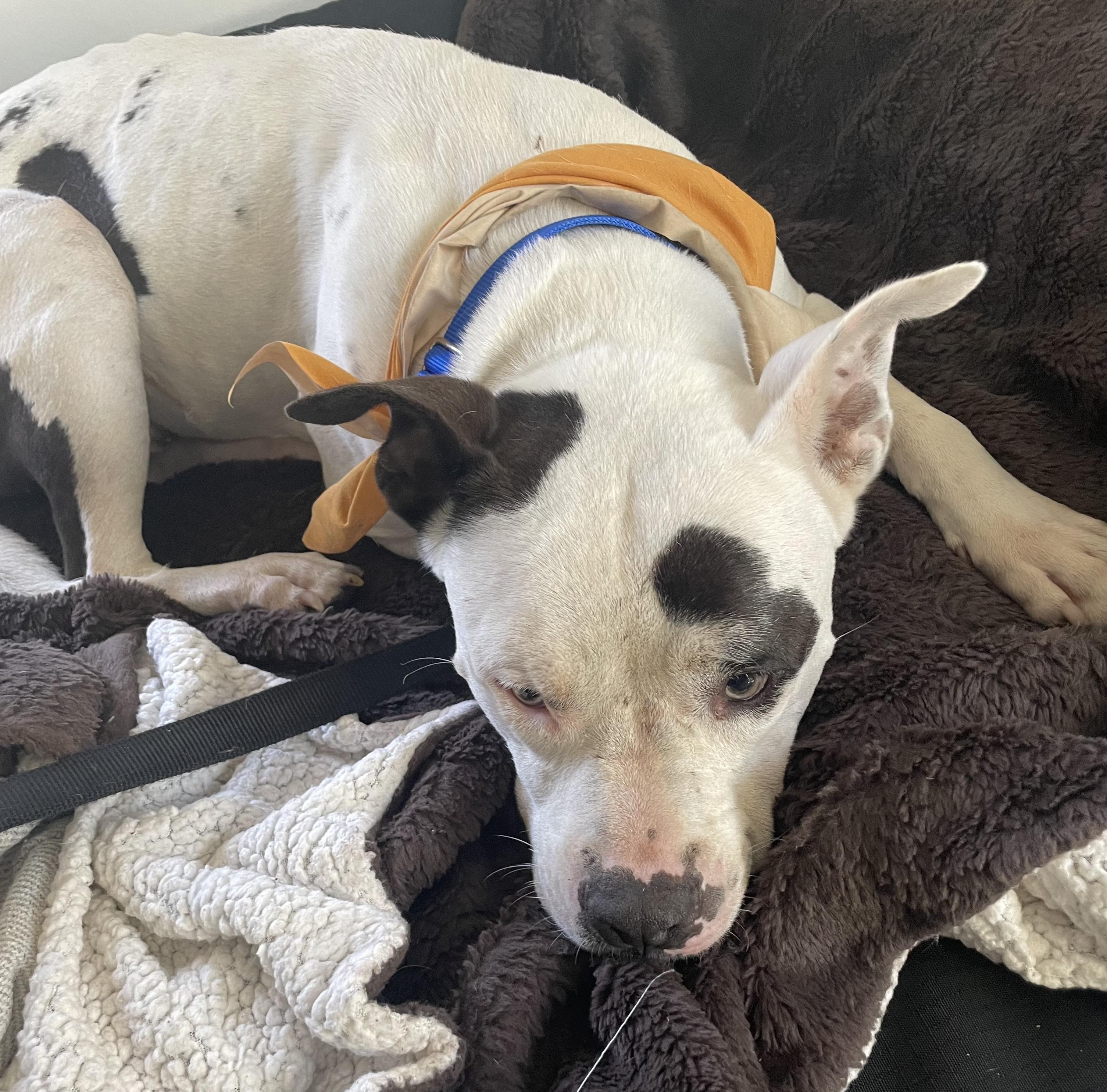 Zeke — thumbnail 4