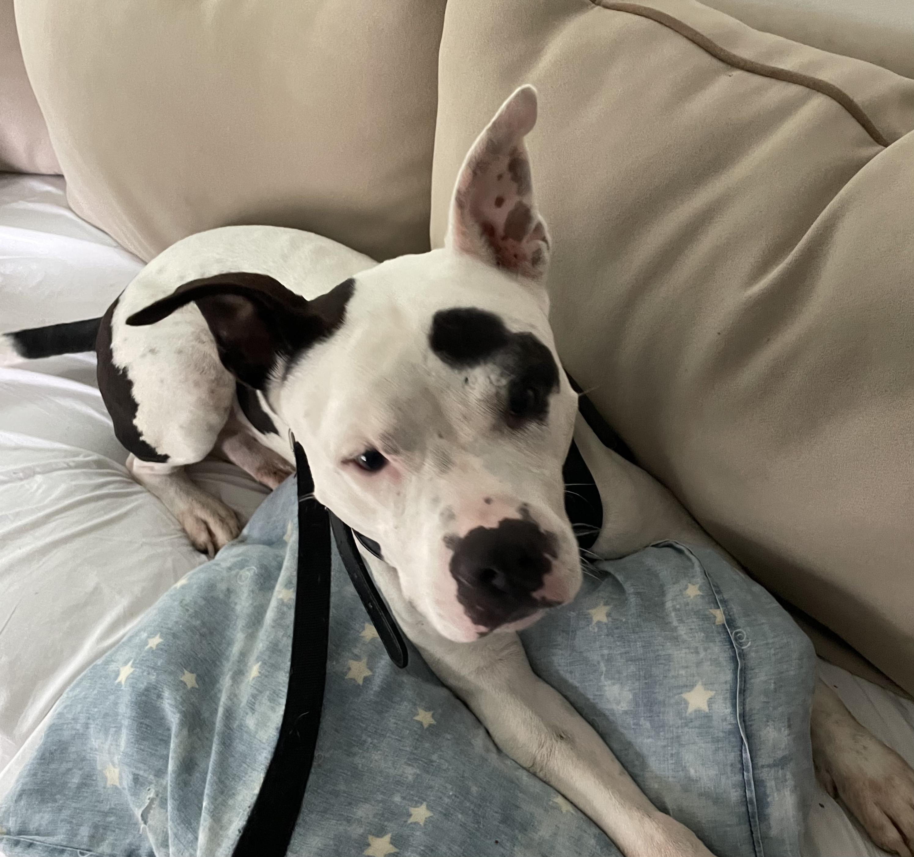 Zeke — thumbnail 6