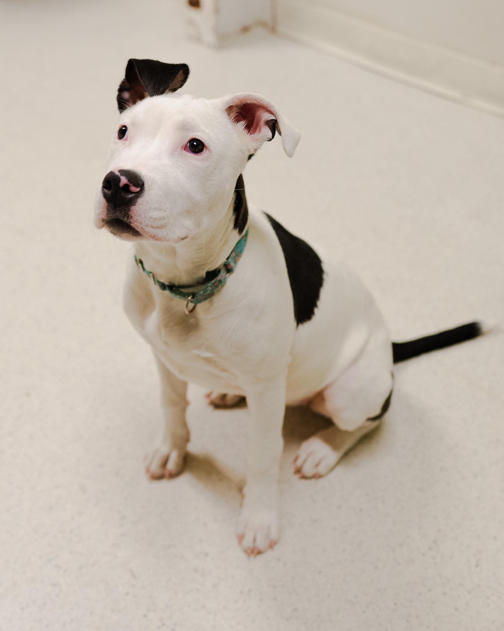 Enlarge Cranberry, a ADOPTABLE mixed breed in Cincinnati, OH image 1/5