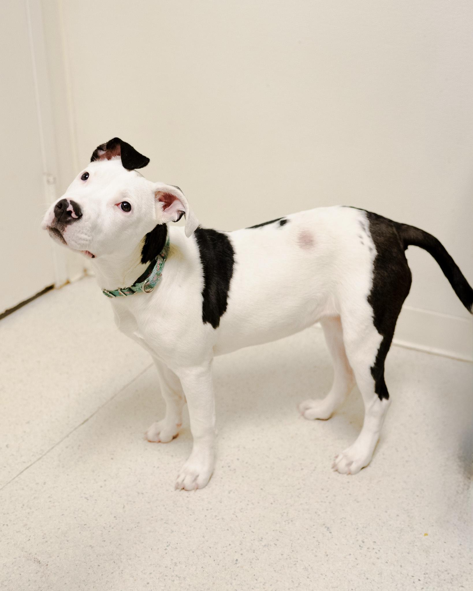 Enlarge Cranberry, a ADOPTABLE mixed breed in Cincinnati, OH image 2/5