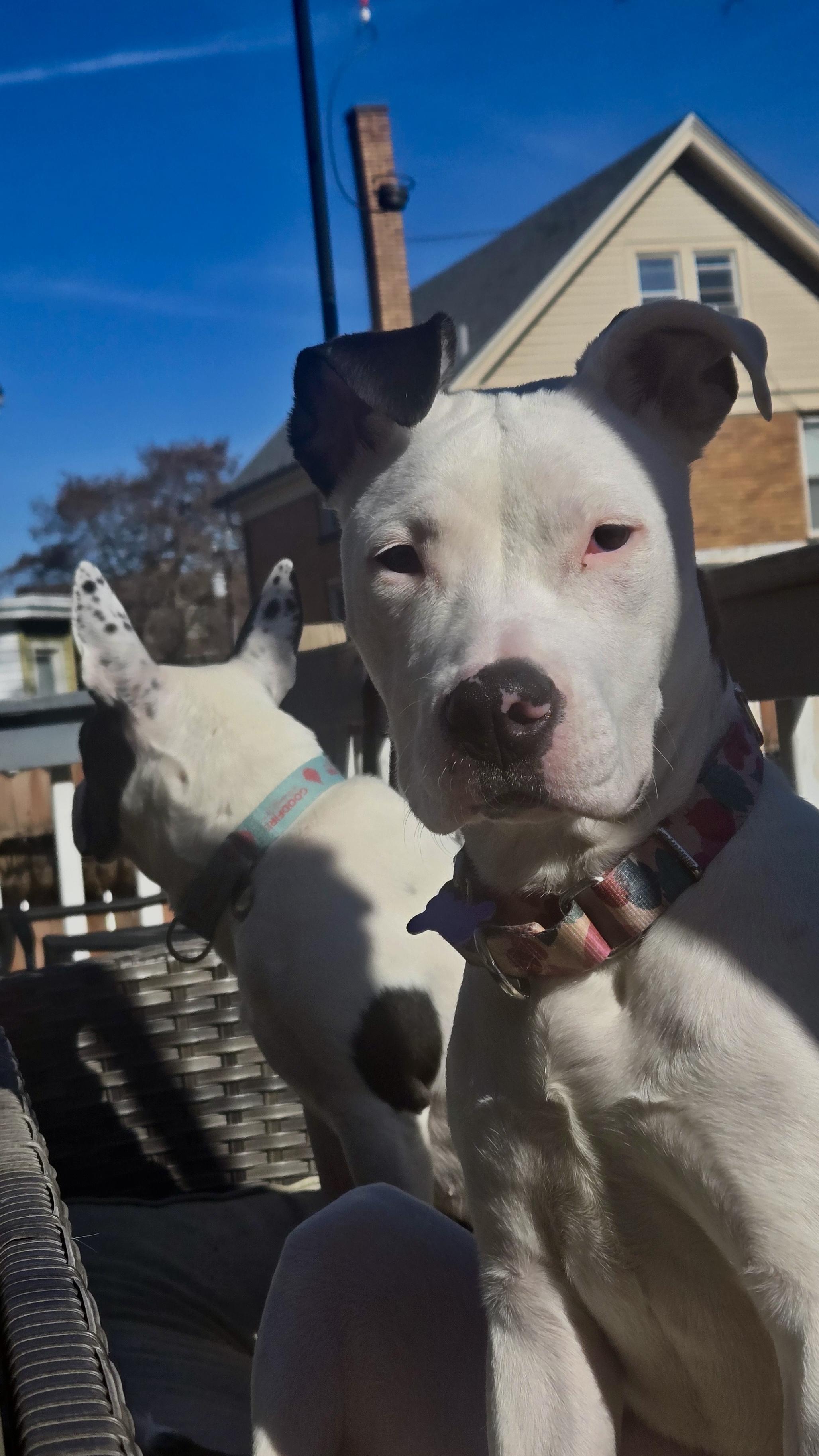 Enlarge Cranberry, a ADOPTABLE mixed breed in Cincinnati, OH image 5/5