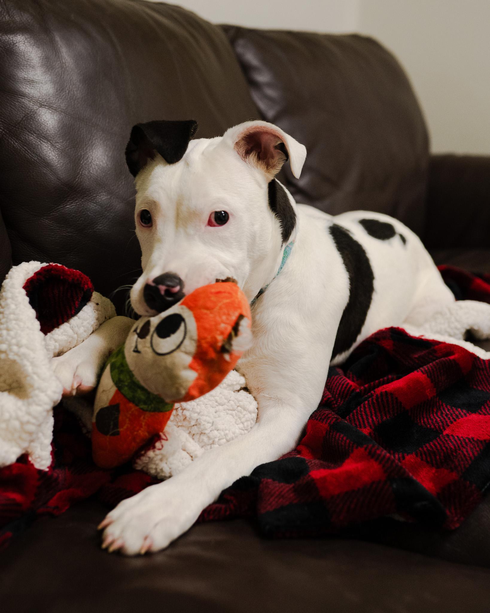 Enlarge Cranberry, a ADOPTABLE mixed breed in Cincinnati, OH image 3/5