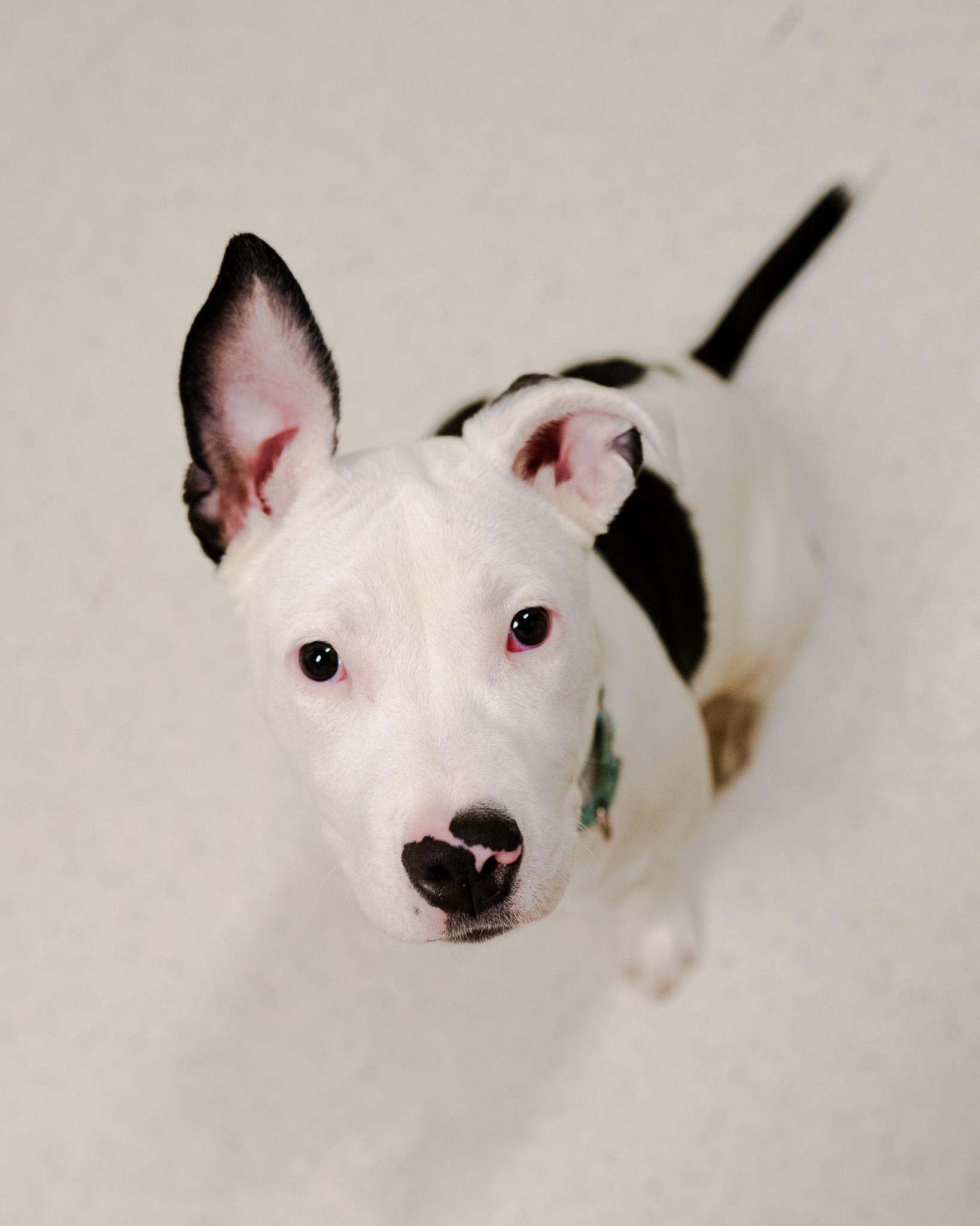 Enlarge Cranberry, a ADOPTABLE mixed breed in Cincinnati, OH image 4/5