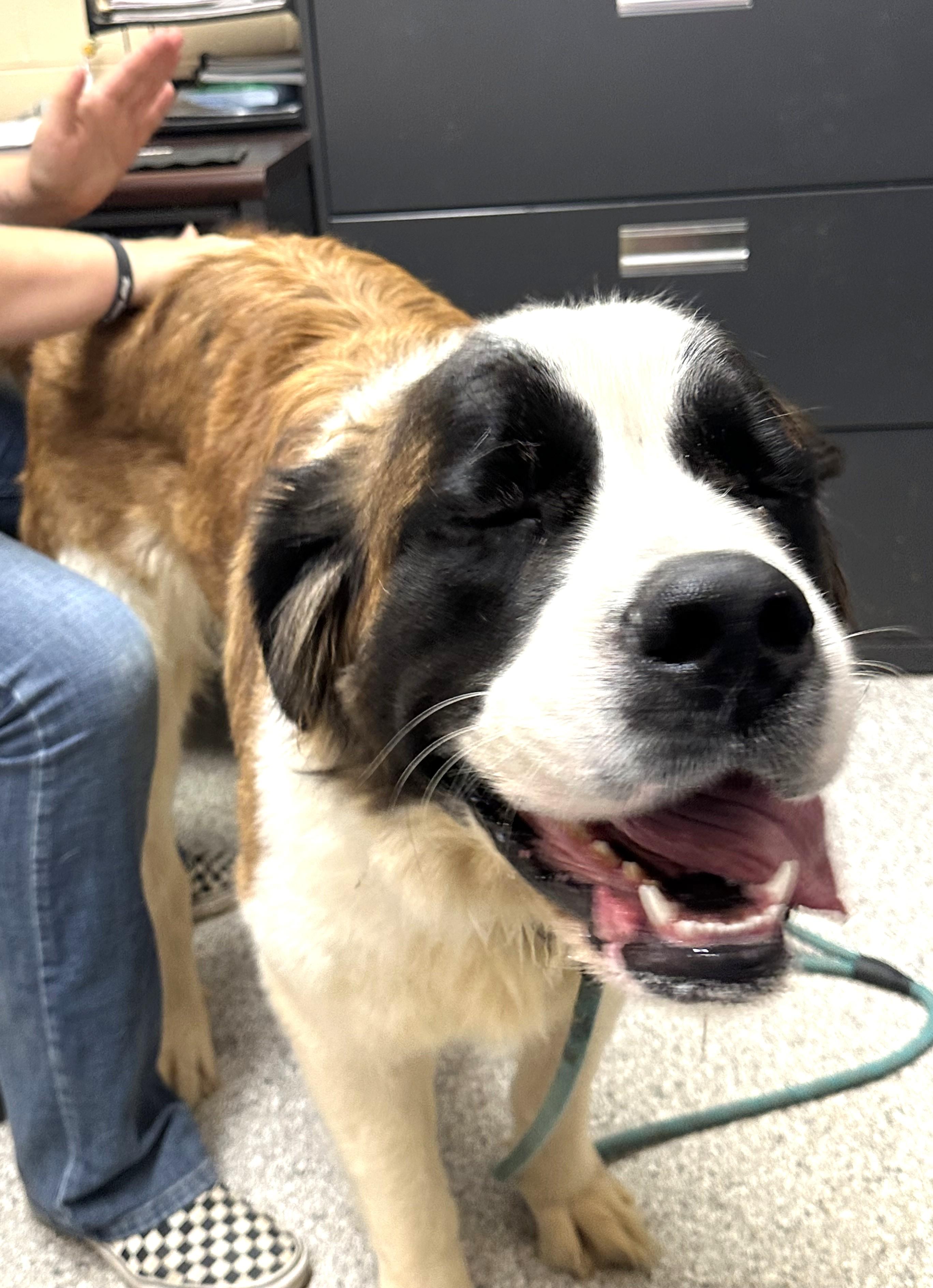 LOLA Purebreds St. Bernard! Sweet Darling Dog
