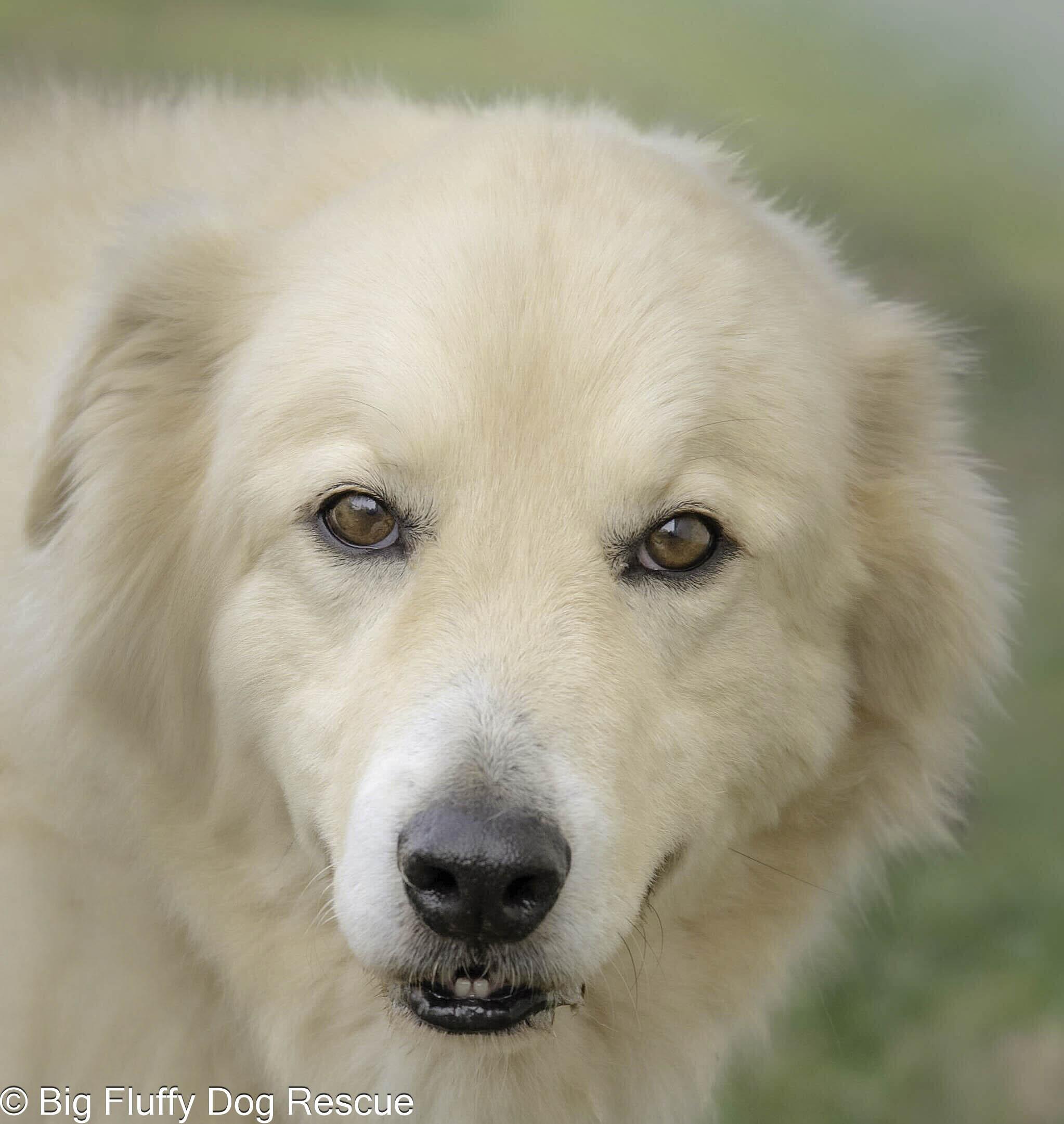 Enlarge Fritz, a Adoptable mixed breed in Nashville, TN image 1/3
