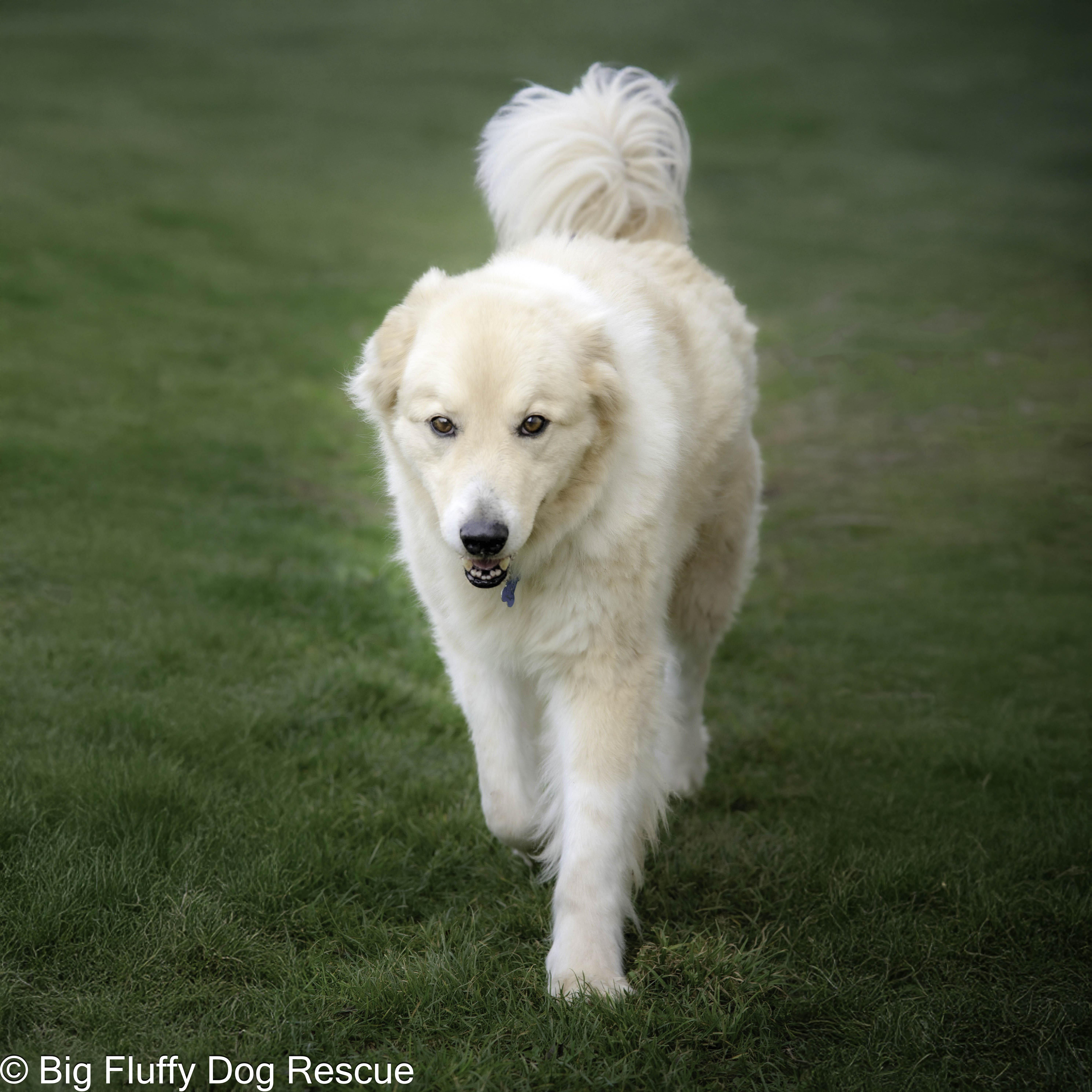 Enlarge Fritz, a Adoptable mixed breed in Nashville, TN image 2/3