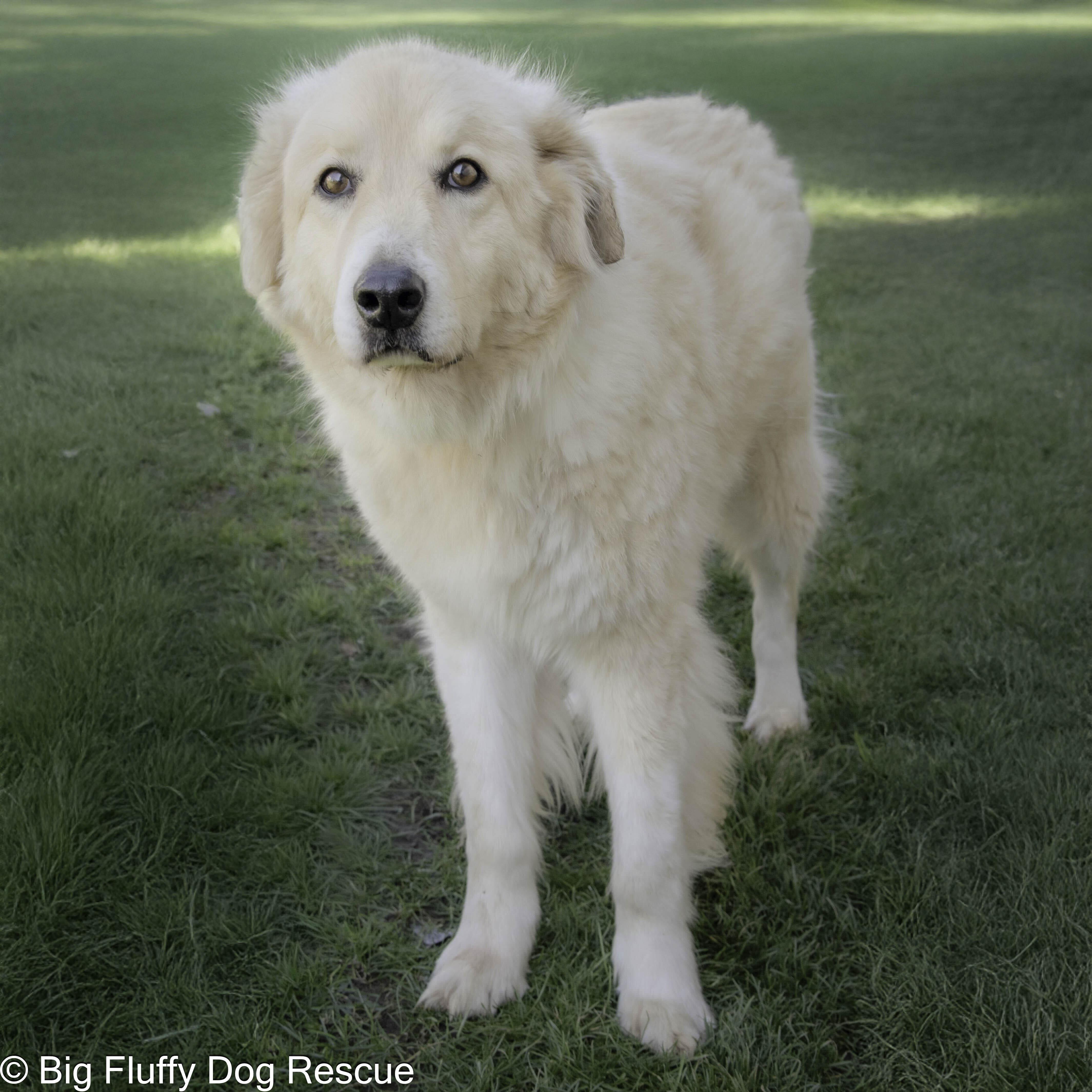Enlarge Fritz, a Adoptable mixed breed in Nashville, TN image 3/3
