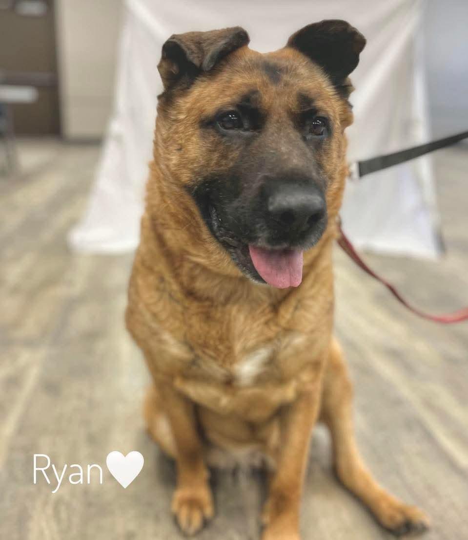 Ryan, an adoptable Shepherd in Winnipeg, MB, R2C 1P2 | Photo Image 3