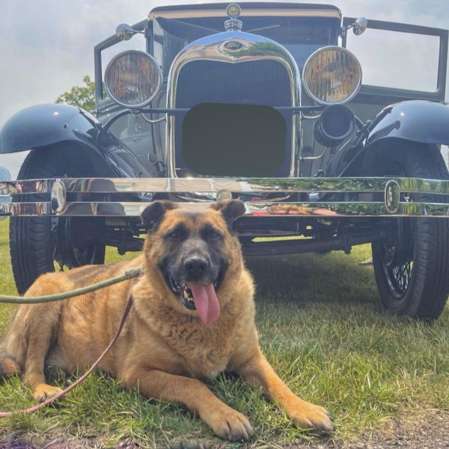 Ryan, a Adoptable Shepherd in Winnipeg, MB image 2/6